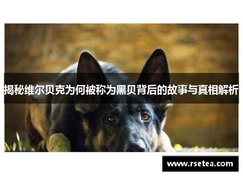 揭秘维尔贝克为何被称为黑贝背后的故事与真相解析